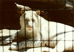 Cadiz:Tigre blanco